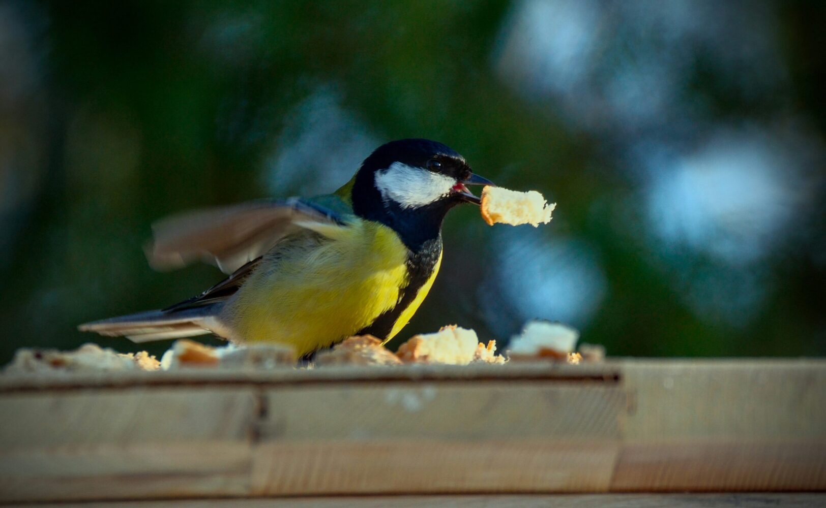 鳥がパンをくわえている
